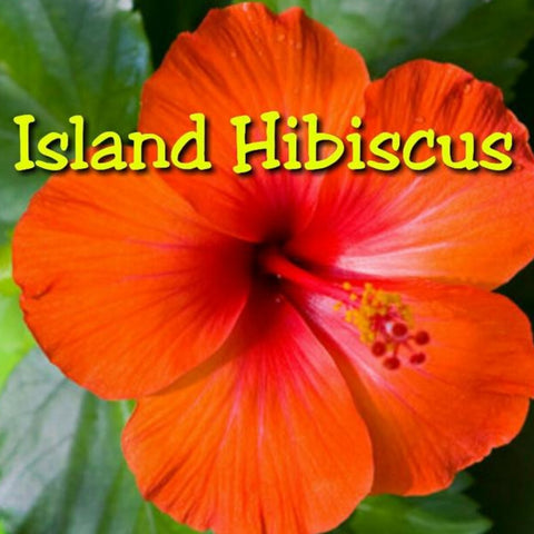 Island Hibiscus Candle/Bath/Body Fragrance Oil