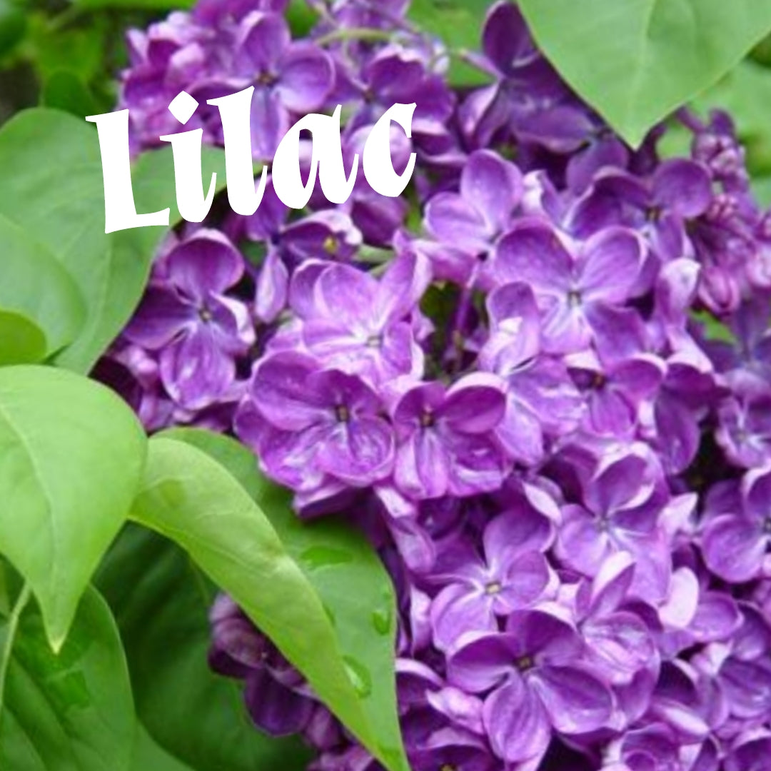 Lilac Candle/Bath/Body Fragrance Oil