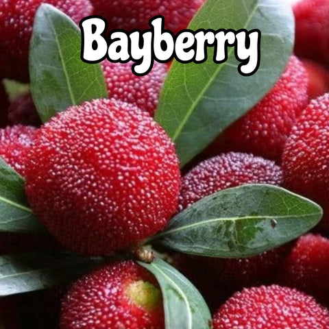 Bayberry Candle/Bath/Body Fragrance Oil